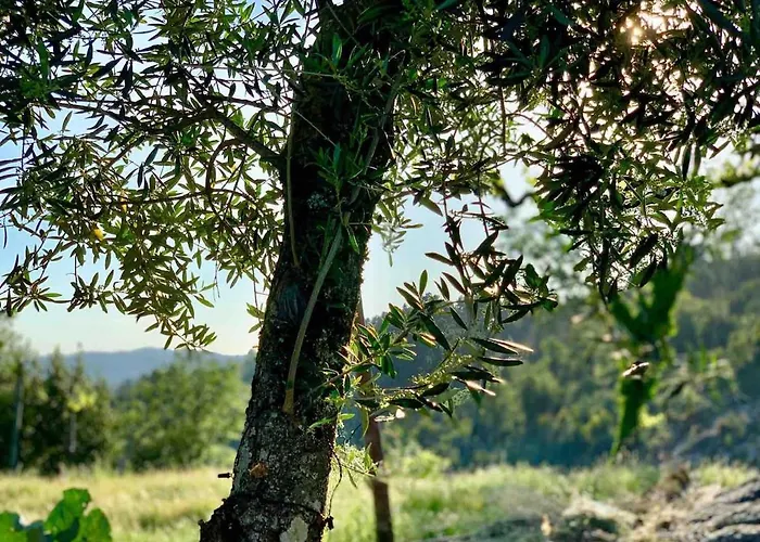 Pedacinho Do Ceu بيت للعطل فييرا دو مينهو